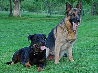 K&ouml;pekler 21 yaşındaki genci par&ccedil;aladı 1