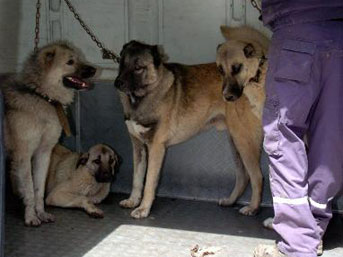 Polislere karşı köpekli direniş