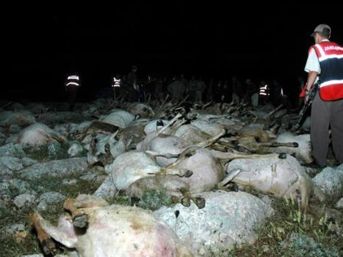 Yıldırım hayvanları telef etti 1