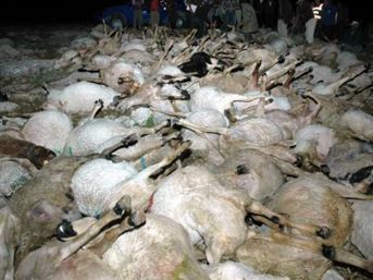 Yıldırım hayvanları telef etti 2