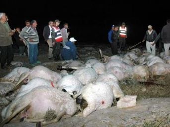 Yıldırım hayvanları telef etti 3