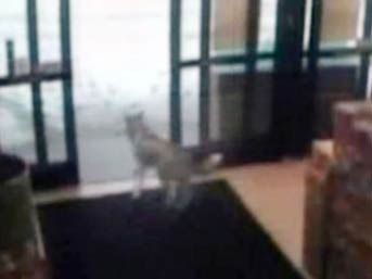 4 ayaklı hırsız! 1