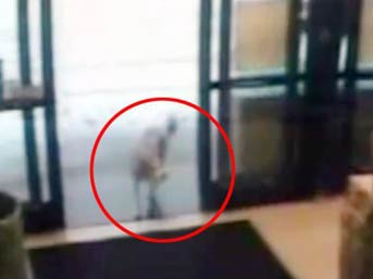 4 ayaklı hırsız! 2