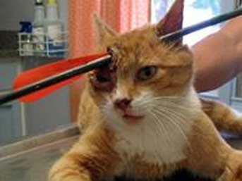 kedi ok