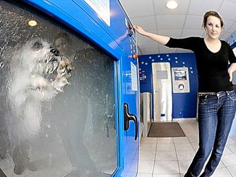 Ve karşınızda  k&ouml;pek-matik  1