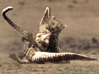 Leopar'�n timsaha sald�rd���