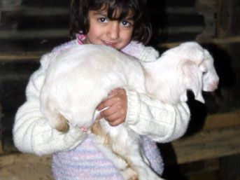 Çift cinsiyetli oğlak görenleri şaşkına çevirdi 1