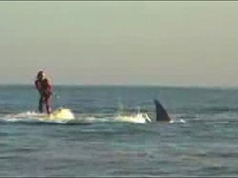 sharkmain.jpg