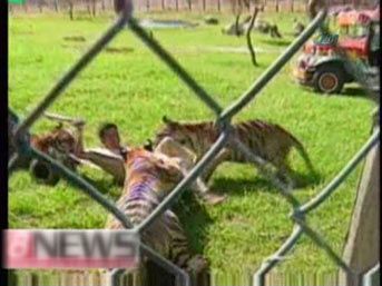 Yırtıcı kaplanlar bakıcıya b&ouml;yle saldırdı 1